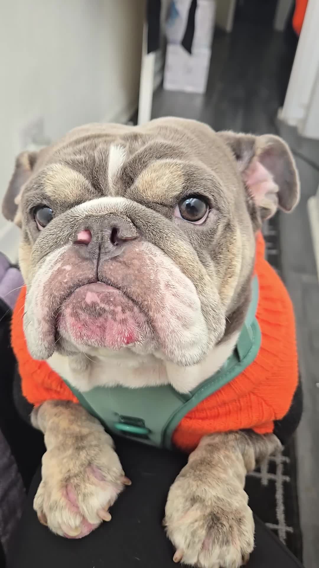 English Bulldog dogs for sale: Peppa - Video 1