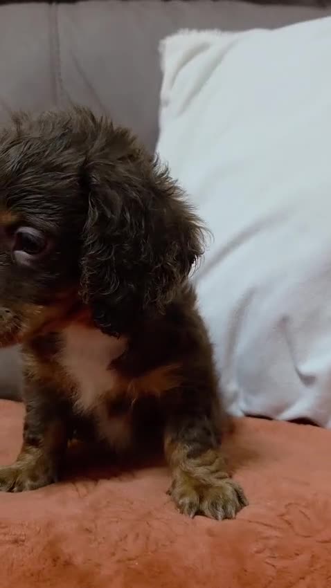 Dachshund dogs for sale: Longcoat chocolate and tan Miniature dashound boy in Walsall - Video 1
