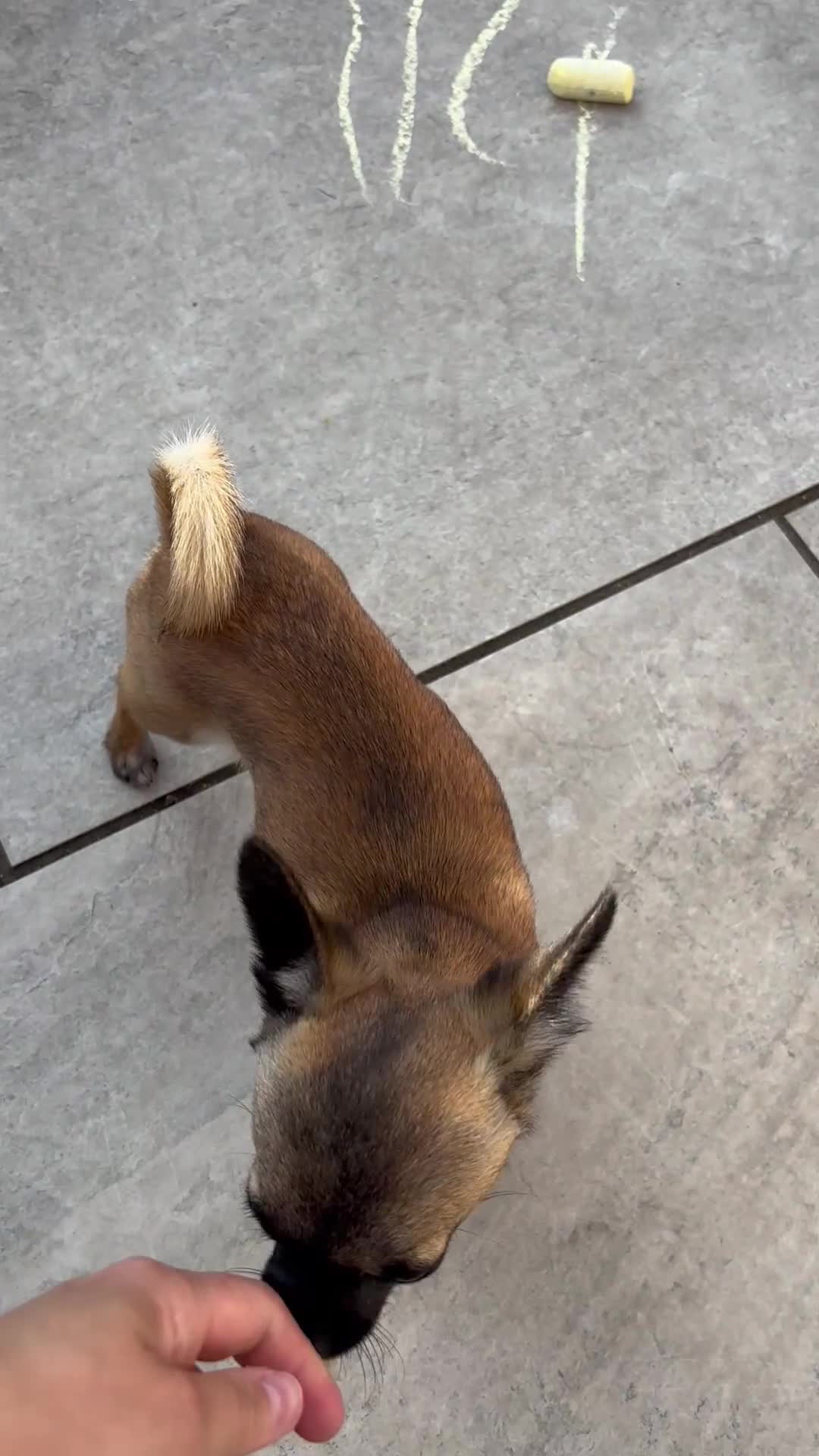Chihuahua dogs for stud: Chihuahua smooth coat FOR STUD in King's Lynn - Video 2