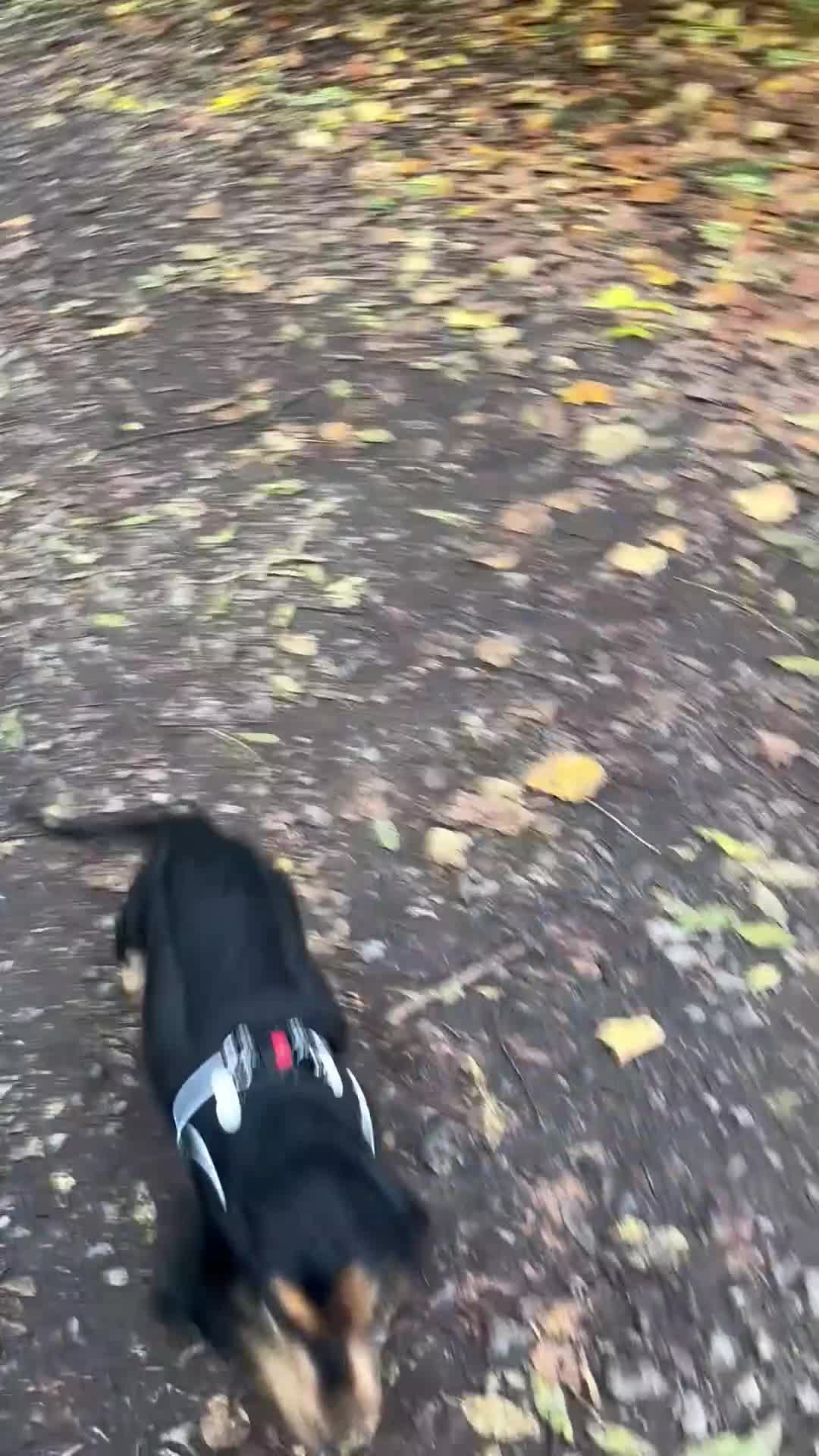 Cocker Spaniel dogs for sale: Dark Sable boy looking for his forever home - Video 2