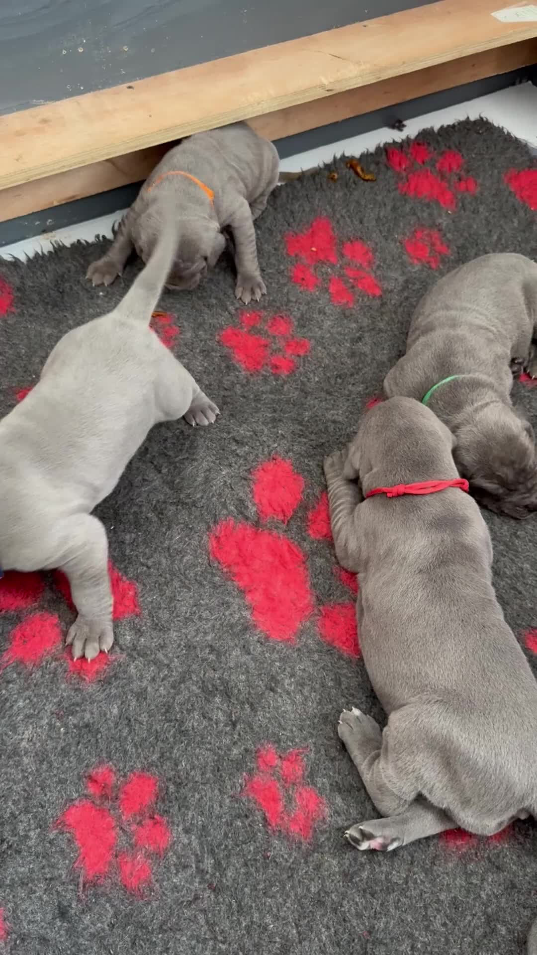 Great Dane dogs for sale: Gorgeous blue KC Great Danes.Ready now! - Video 4