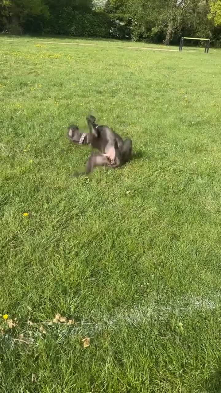Mixed Breed dogs for sale: XLCane CorsoxBoerboel Pups Ready for Loving Homes in South Croydon - Video 2