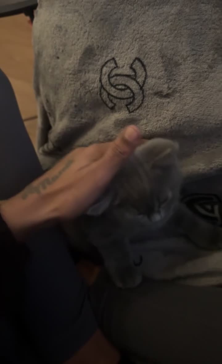 British Shorthair cats for sale: British shorthair kittens  - Video 3