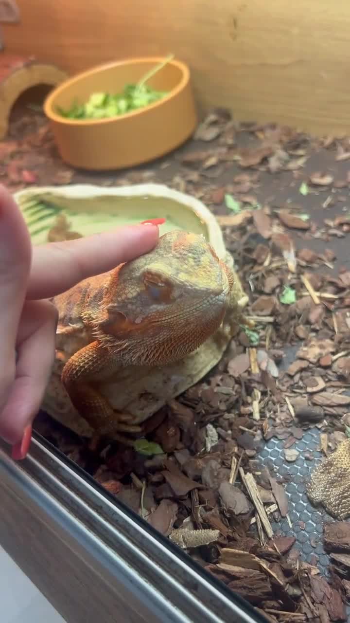 Bearded Dragon reptiles for sale: Orange hyper blu dragon  in Hailsham - Video 1