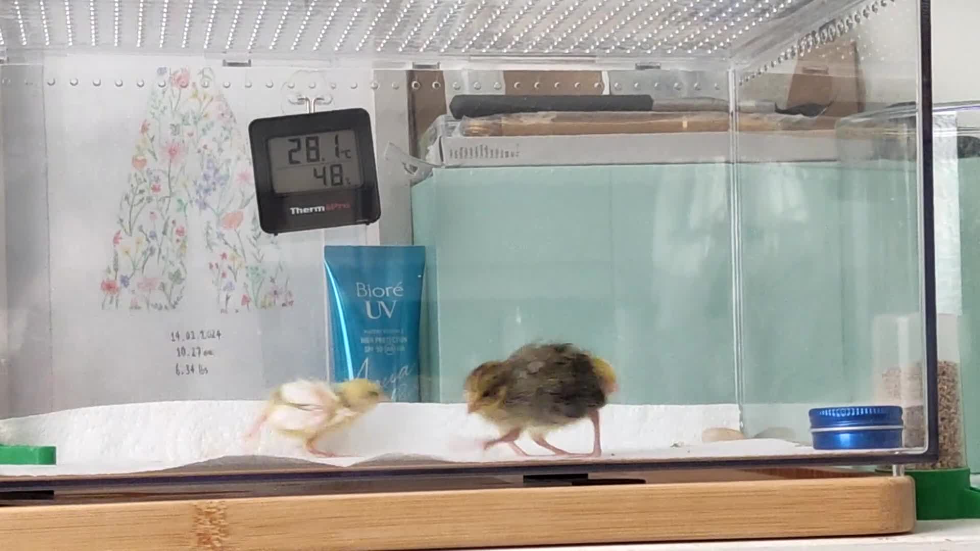 Mixed Breed birds for sale: Button Quail Chicks  - Video 1