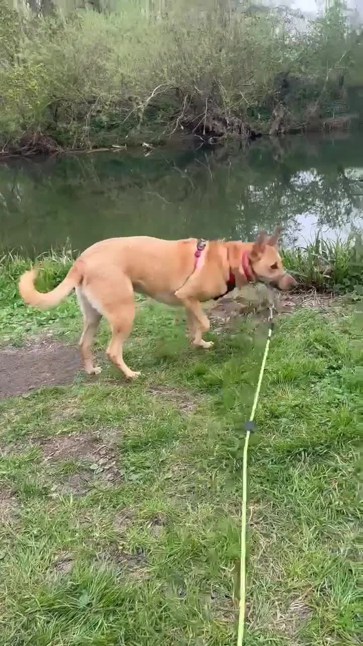 Mixed Breed dogs for adoption: Ella stunning lady  - Video 1