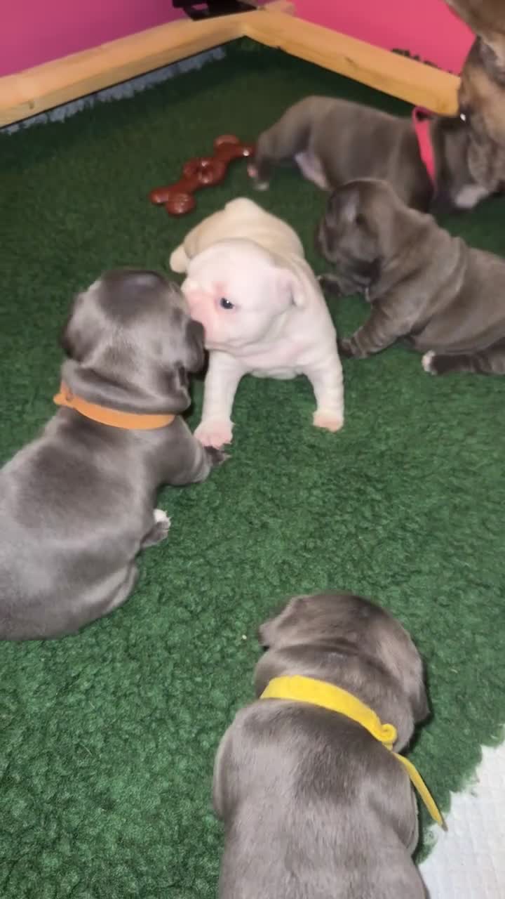 French Bulldog dogs for sale: French Bulldog Puppies – Ready 1st December! 💙 🐾 - Video 1