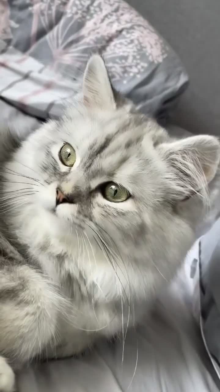 Persian cats for sale: Female and Male cat for Rehome.  - Video 3