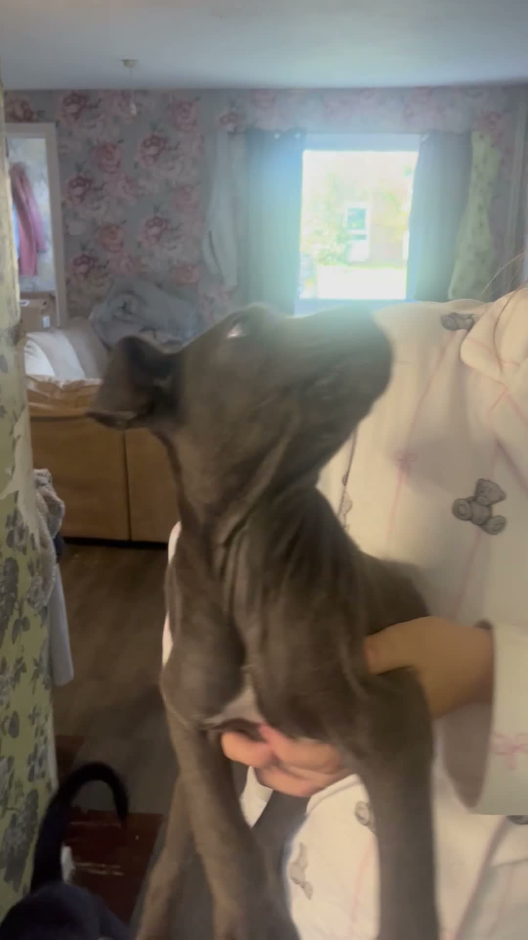 Cane Corso dogs for sale: 2 girl cane corso pups looking for new homes🐾🩷 - Video 1