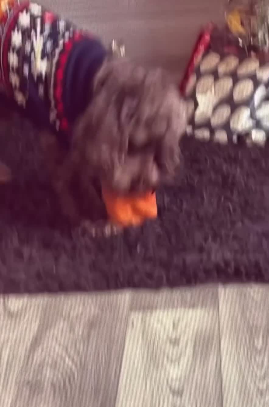 Cockapoo dogs for stud: Cockapoo for stud🤎 - Video 1