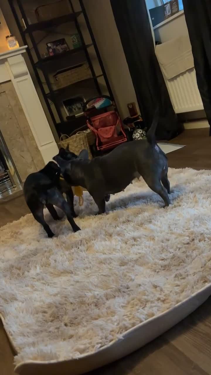 Frug dogs for sale: Rehoming our frugs  - Video 1