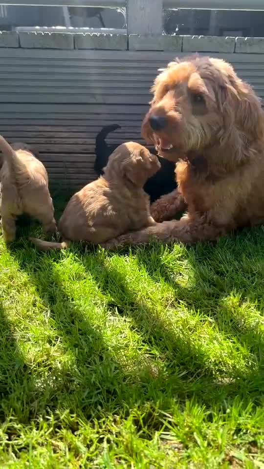 Cockapoo dogs for sale: Cockapoo puppies  - Video 1