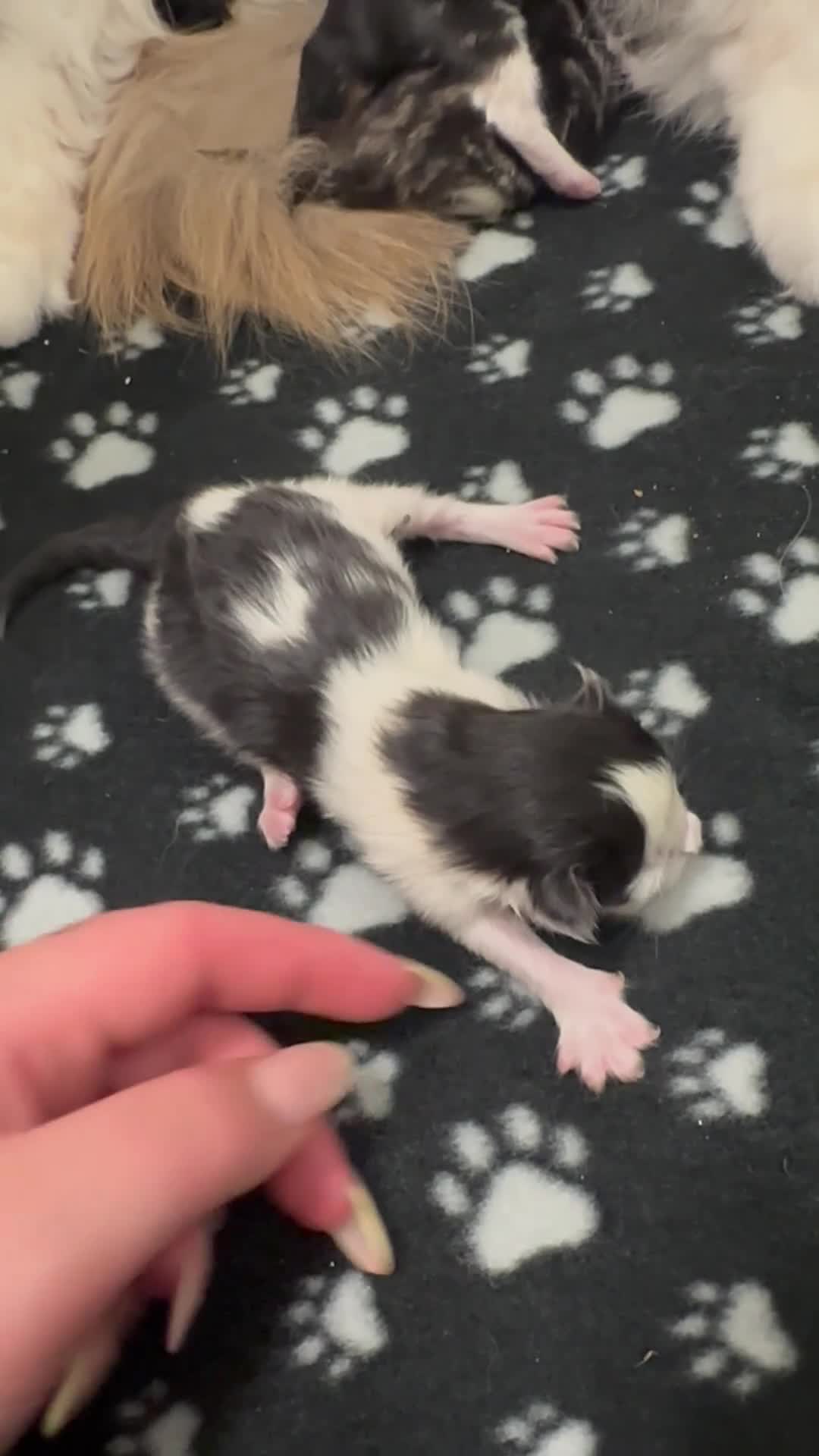 Ragdoll cats for sale: Ragdoll cross (mother is the ragdoll) kittens £350 - Video 4