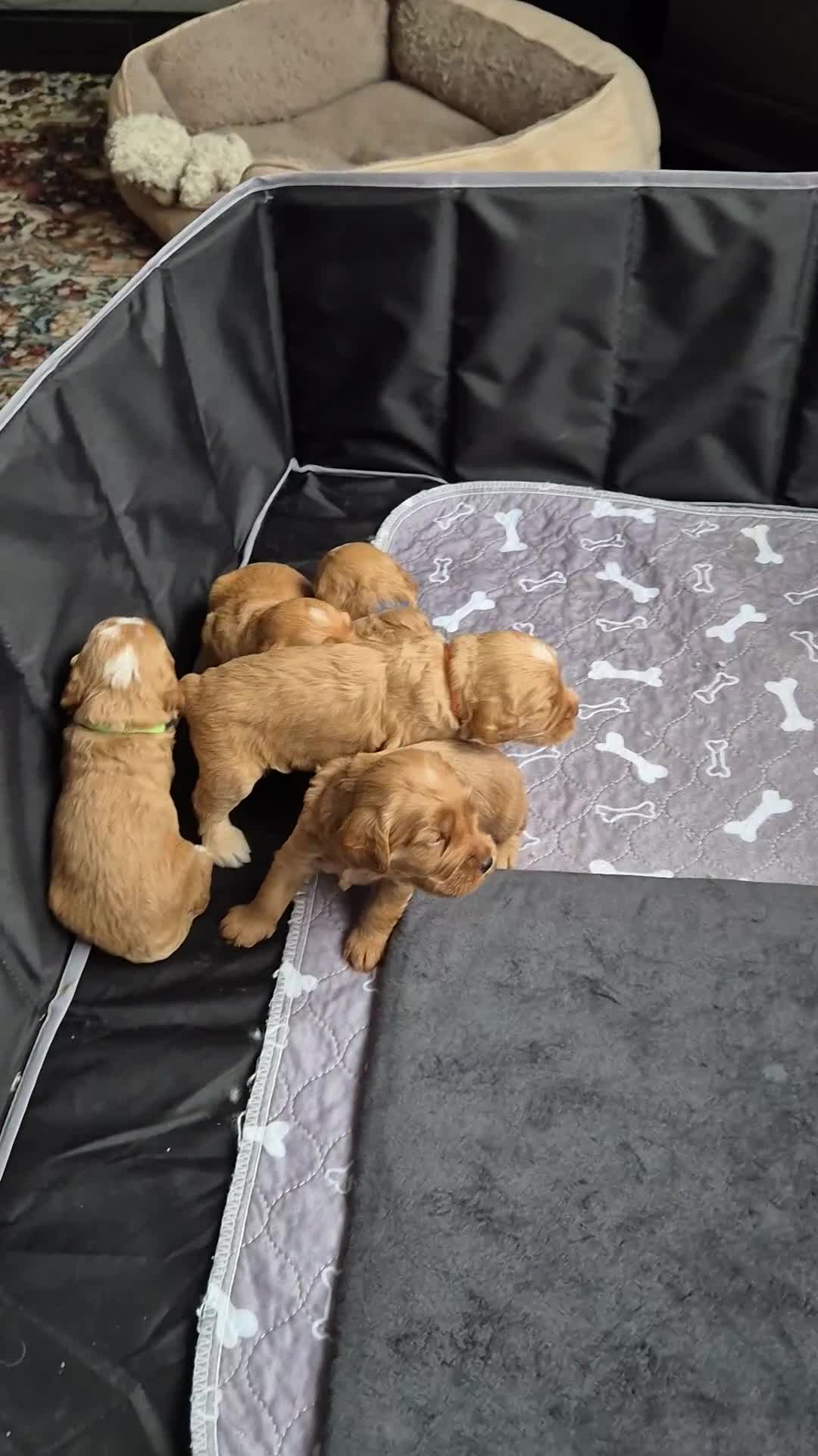 Cockapoo dogs for sale: READY NOW !! ONLY 3 COCKERPOO PUPPIES LEFT !!! in Alfreton - Video 2