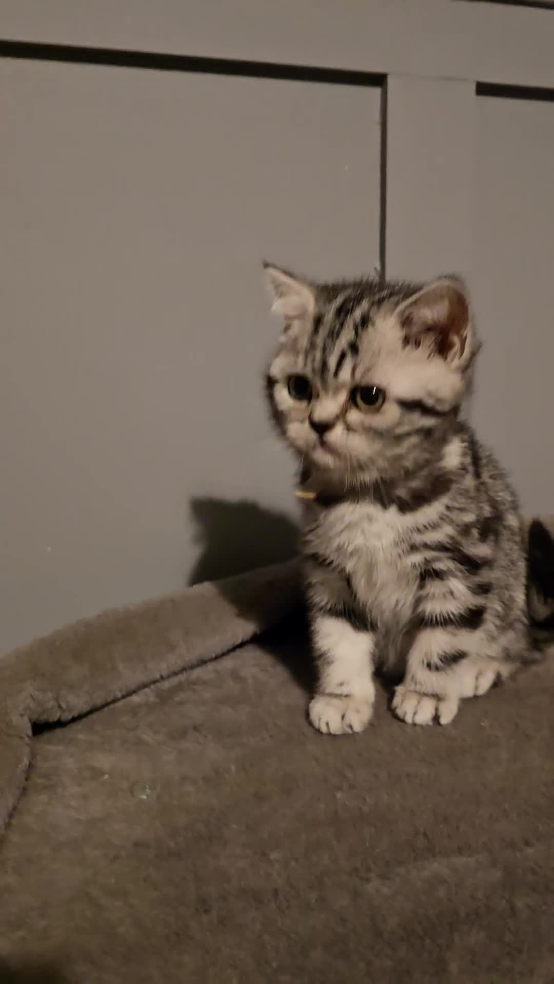 British Shorthair cats for sale: Beautiful bsh silver tabby kitten - Video 1