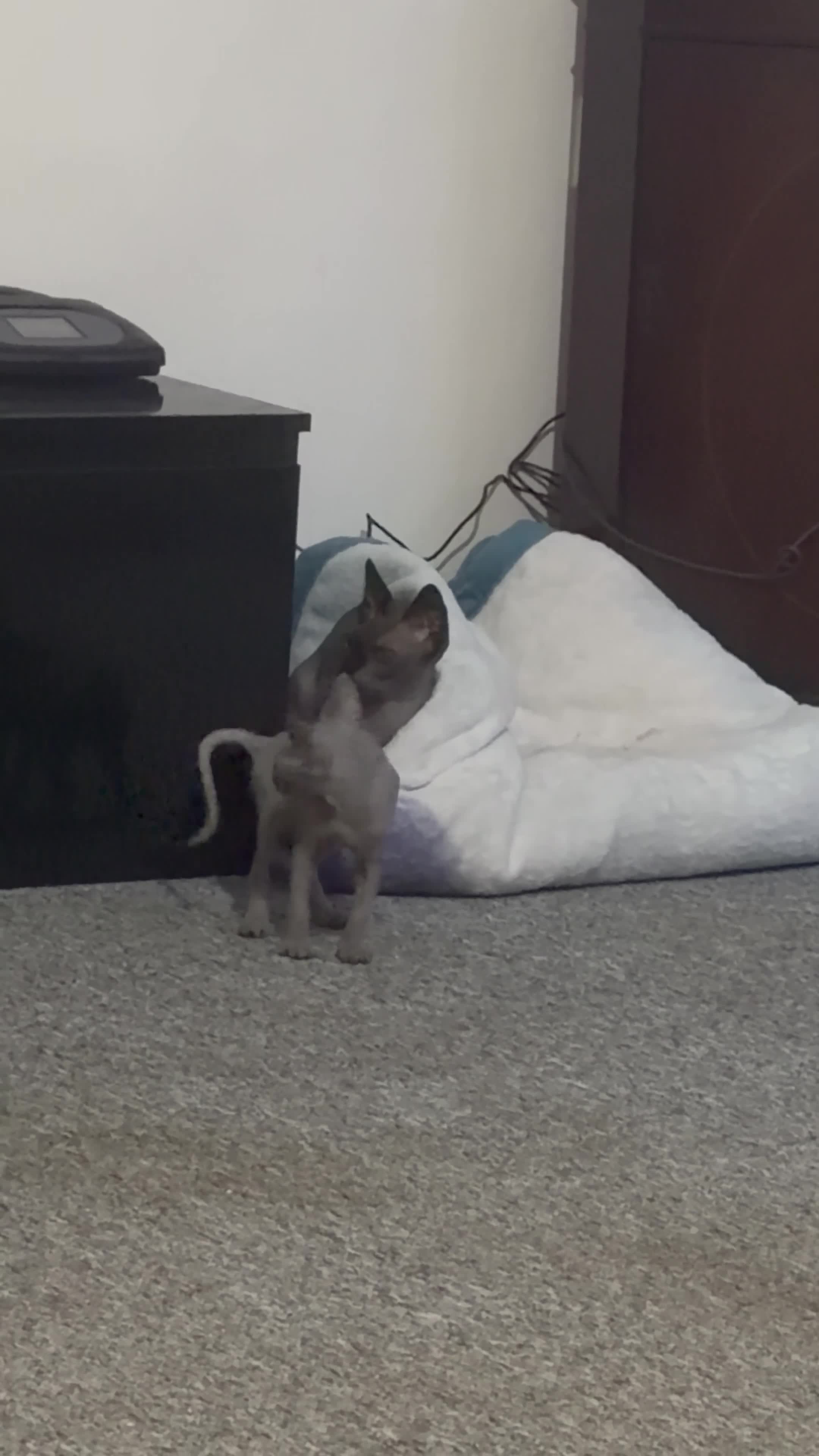 Sphynx cats for sale: Stunning Sphynx Kitten for Sale – Ready Now - Video 1