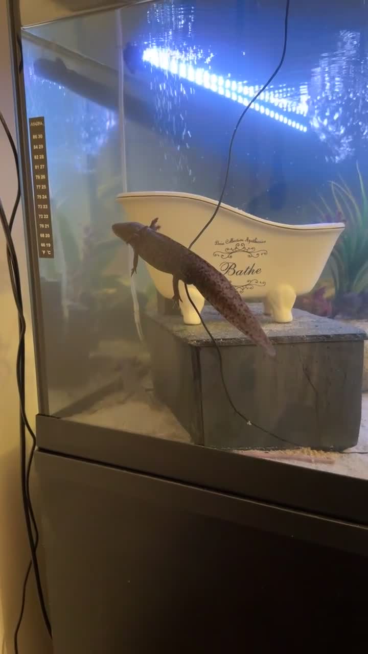 Axolotl reptiles for sale: 4 axolotl’s  - Video 2