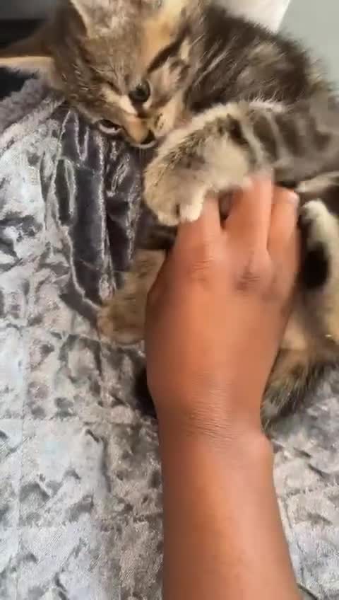 American Shorthair cats for sale: 3 Tabby kittens and 1 bombay kitten - Video 5
