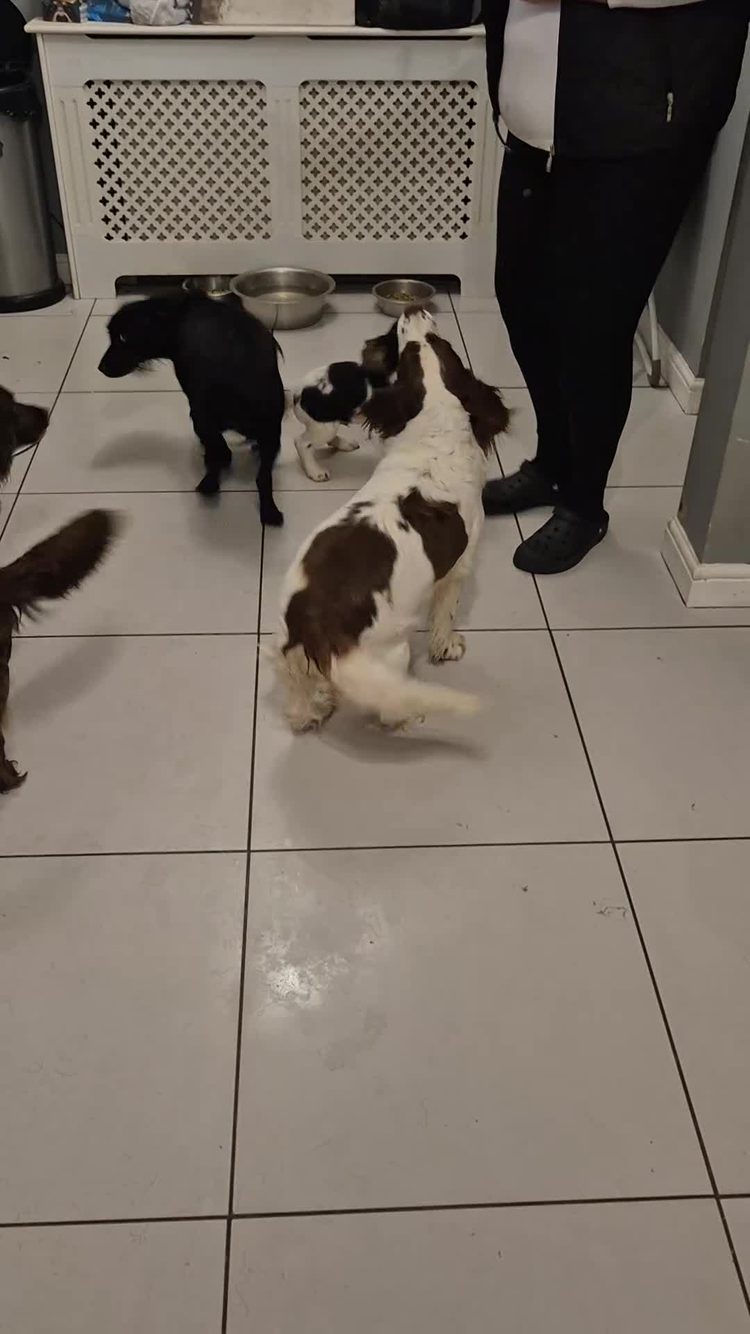 Cocker Spaniel dogs for sale: Working cocker spaniel  - Video 2