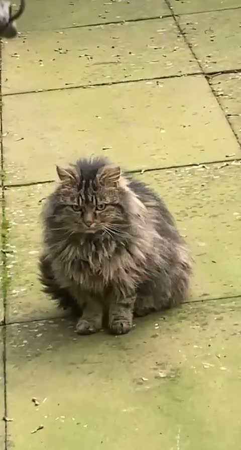 Norwegian Forest Cat cats for sale: Milo  in Northampton - Video 1