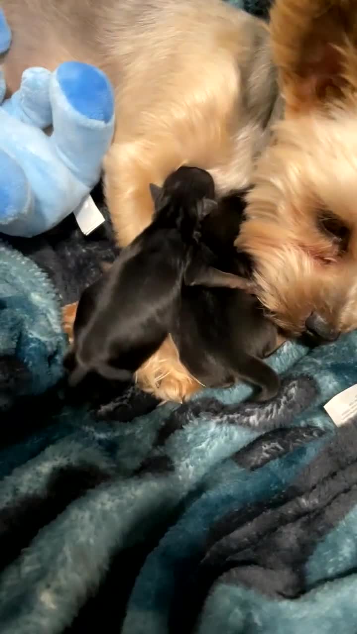Yorkshire Terrier dogs for sale: Mini toy  Yorkshire Terrier's  - Video 2