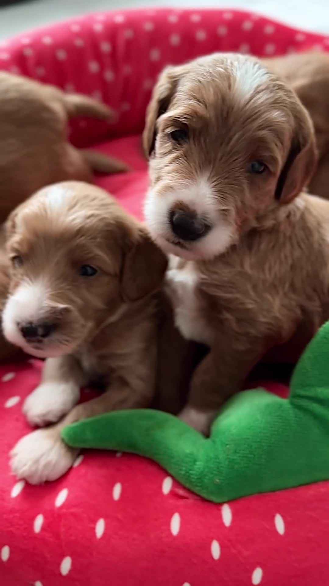 Australian Labradoodle dogs for sale: ⭐WALA Australian Labradoodles last puppy 🐶1️⃣ ⭐ - Video 1