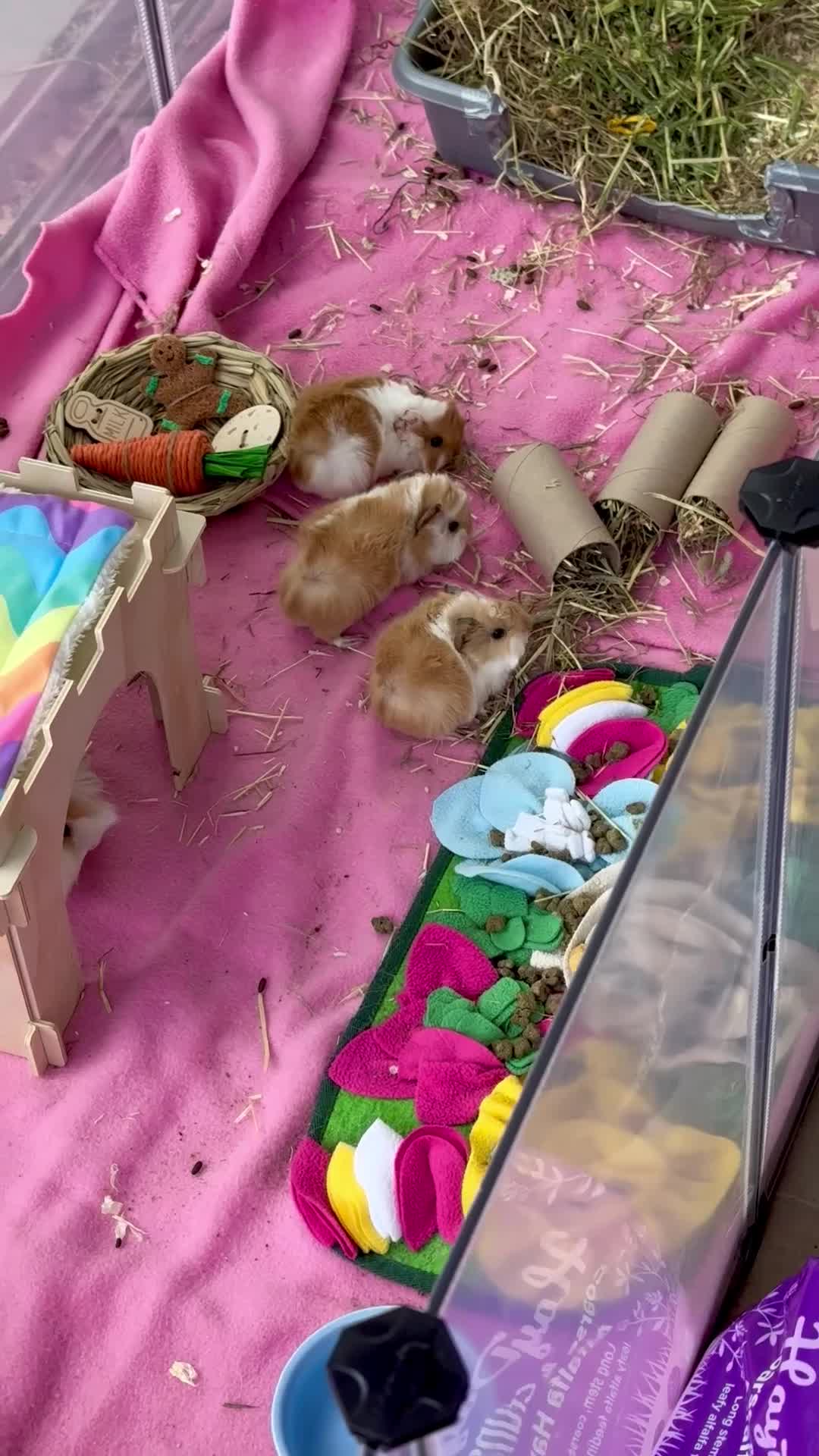 Guinea Pig rodents for sale: Pure Bred Peruvian Cream Boars in Bristol - Video 1