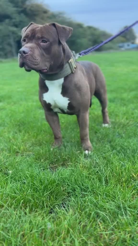 American Bully dogs for sale: Special Boy needs Rehoming - Video 2