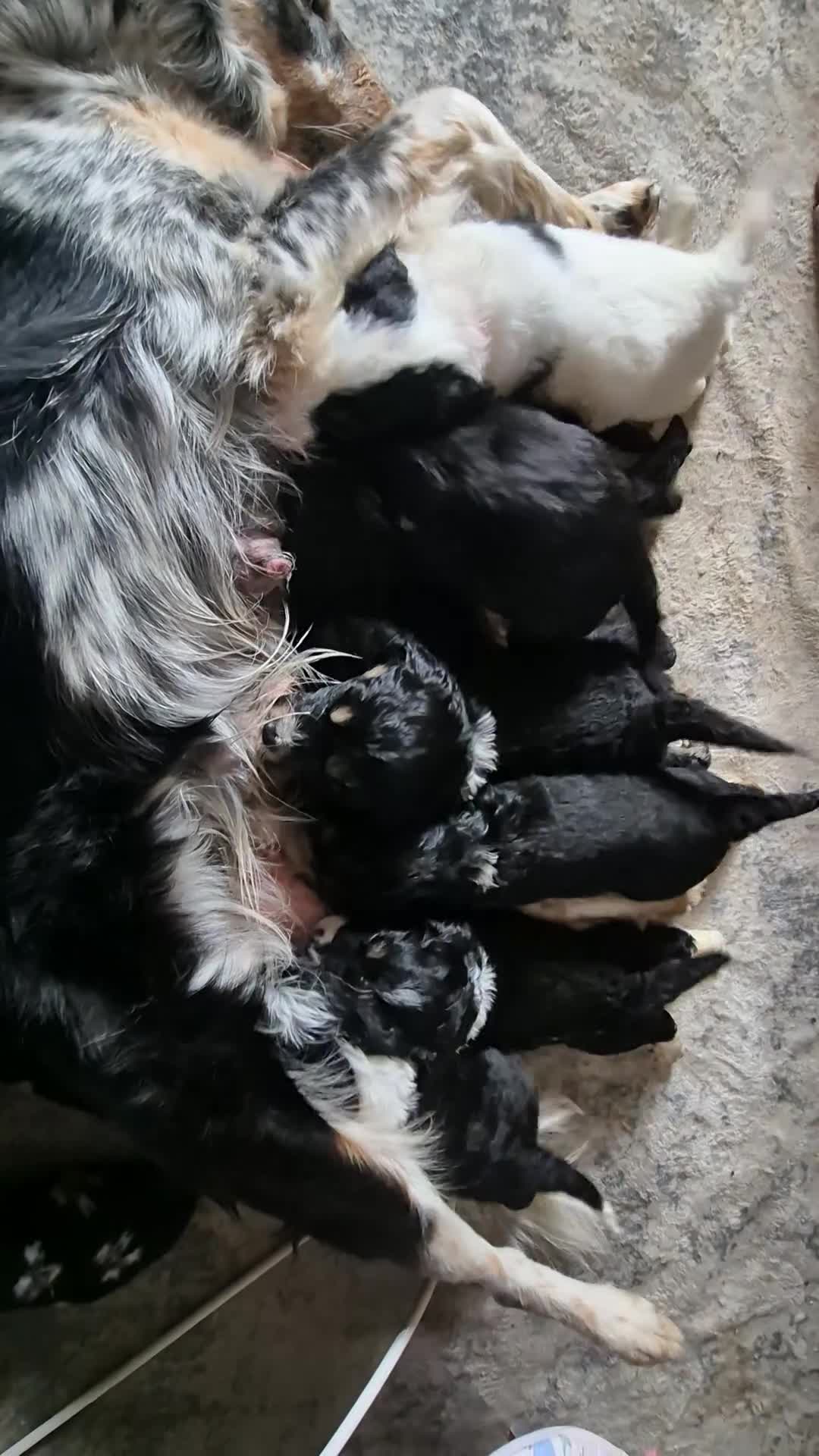 Mixed Breed dogs for sale: Borderpoo puppies - Video 1