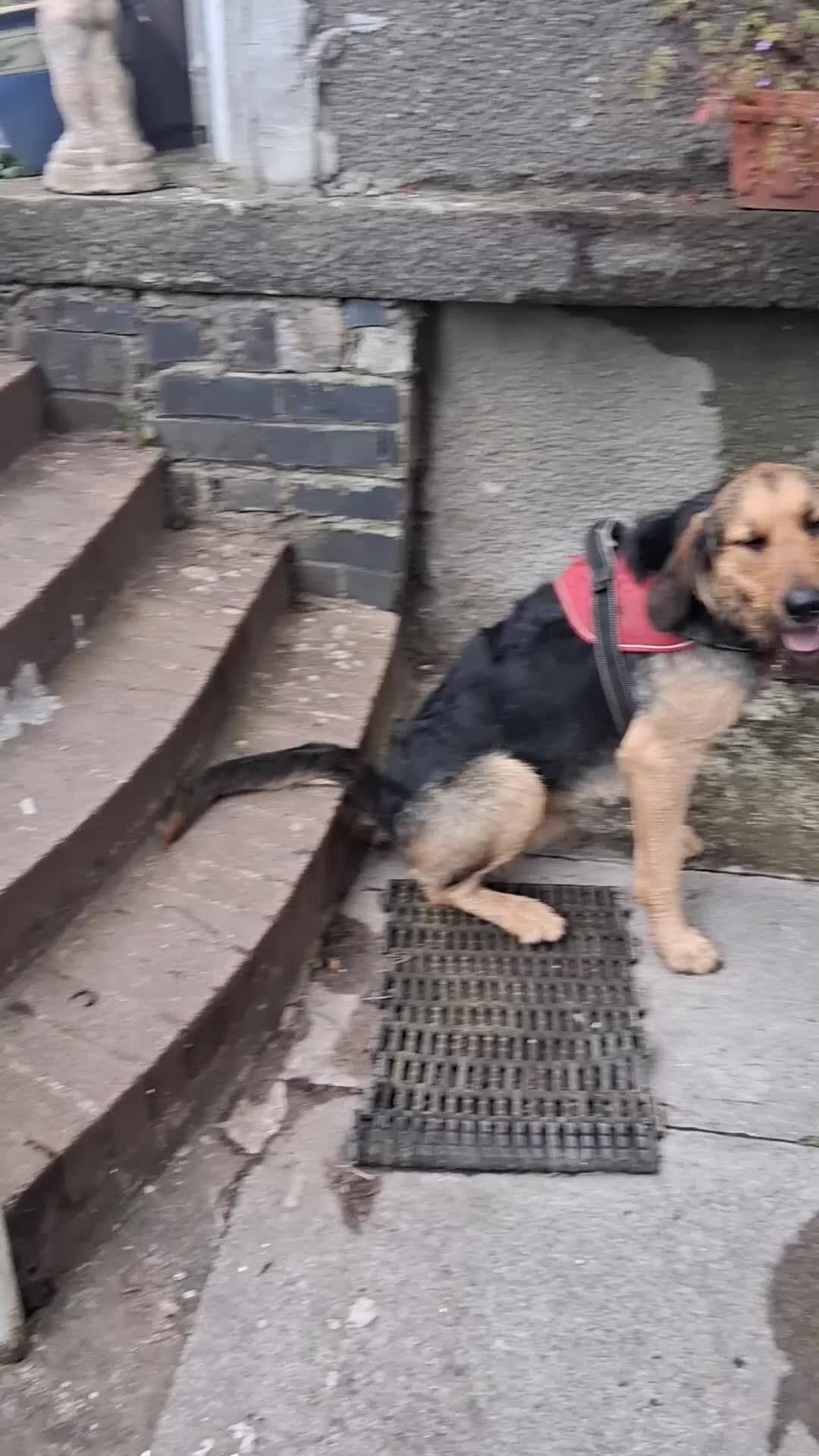 Mixed Breed dogs for stud: ANGUS STUD AVAILABLE Otterhound × Foxhound  46kg - Video 2