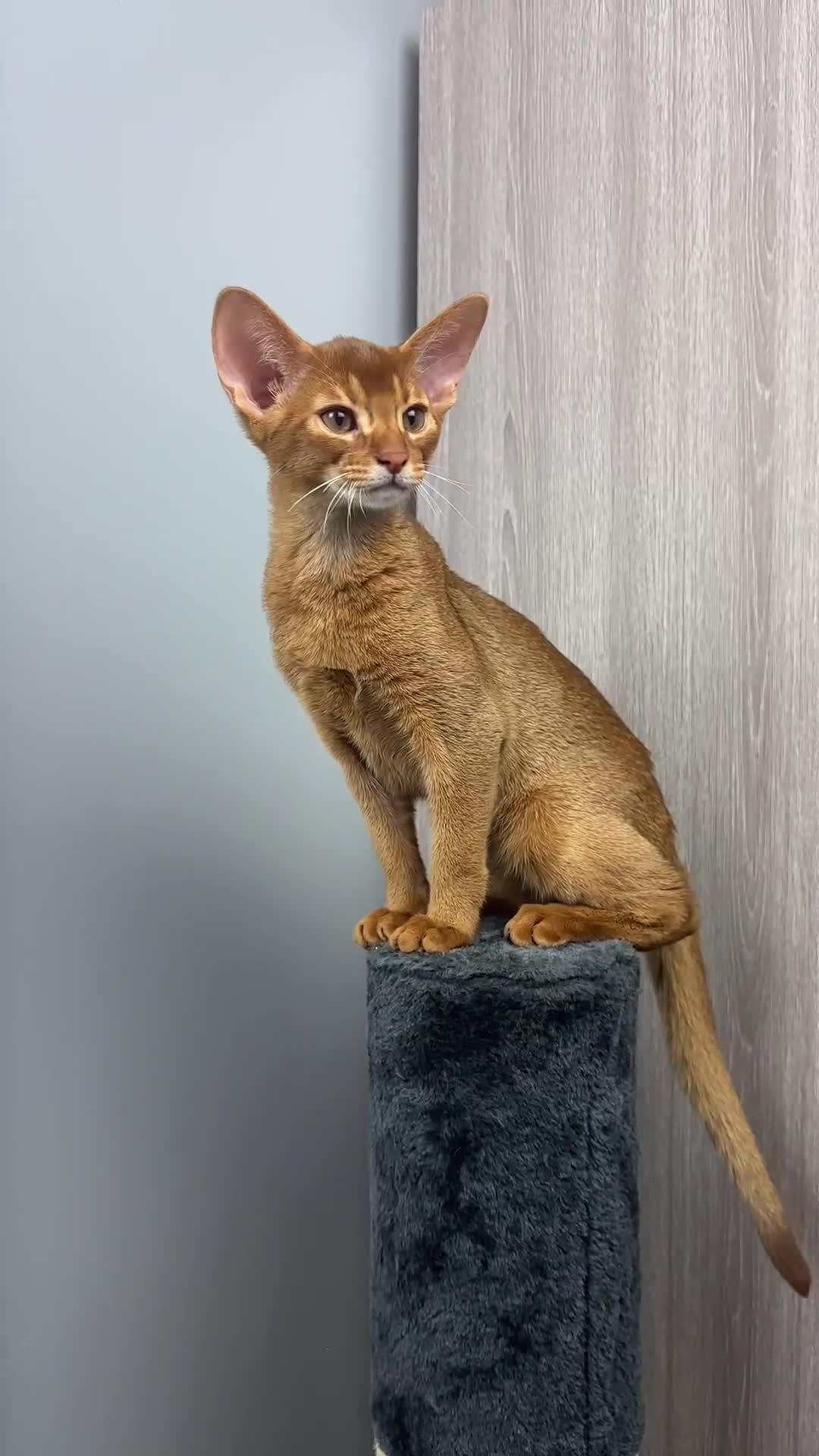 Abyssinian cats for sale: 1 sorrel Abyssinian Kitten left , Champion Line  - Video 3