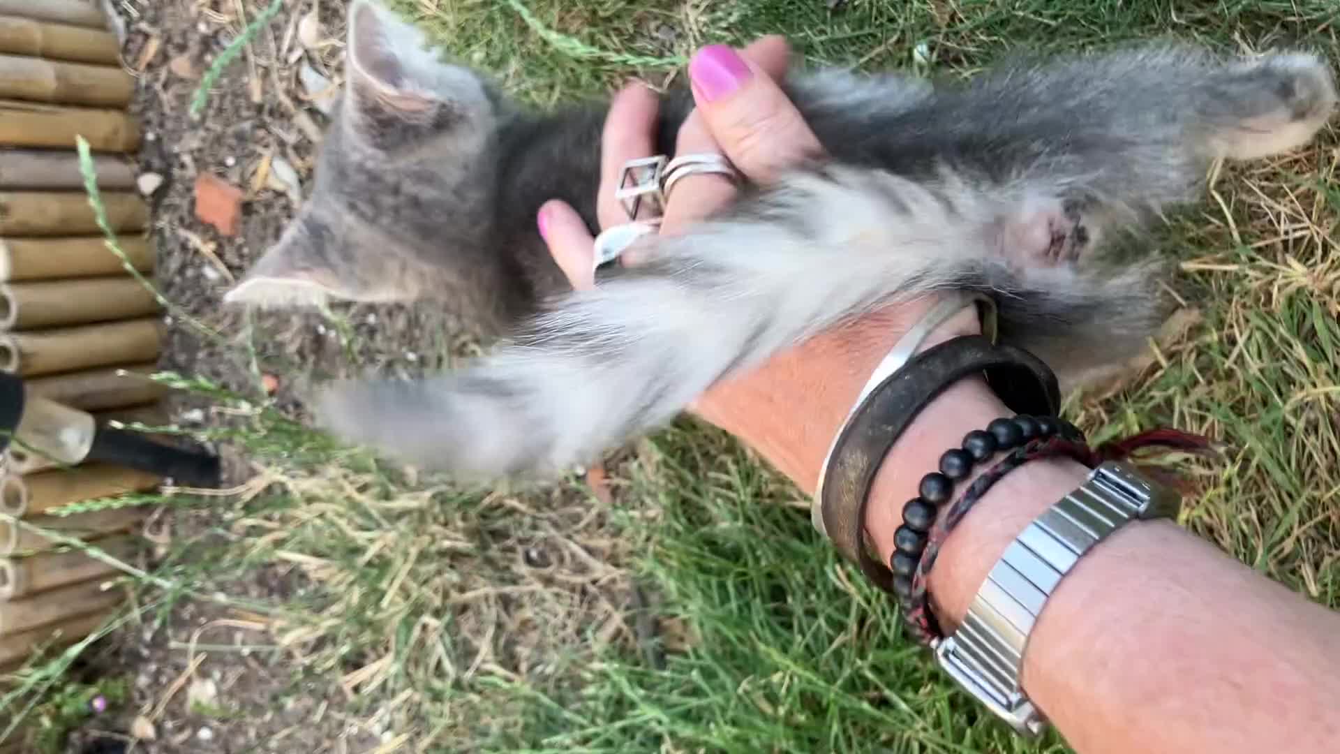 British Shorthair cats for sale: READY NOW British Short Hair x Bengal Kittens - Video 2