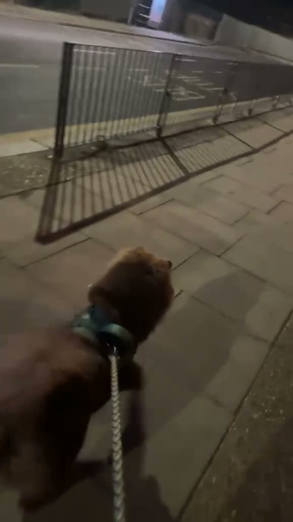 Chow Chow dogs for sale: Beautiful 11\-Month\-Old Male Chow Chow – Bruno - Video 1