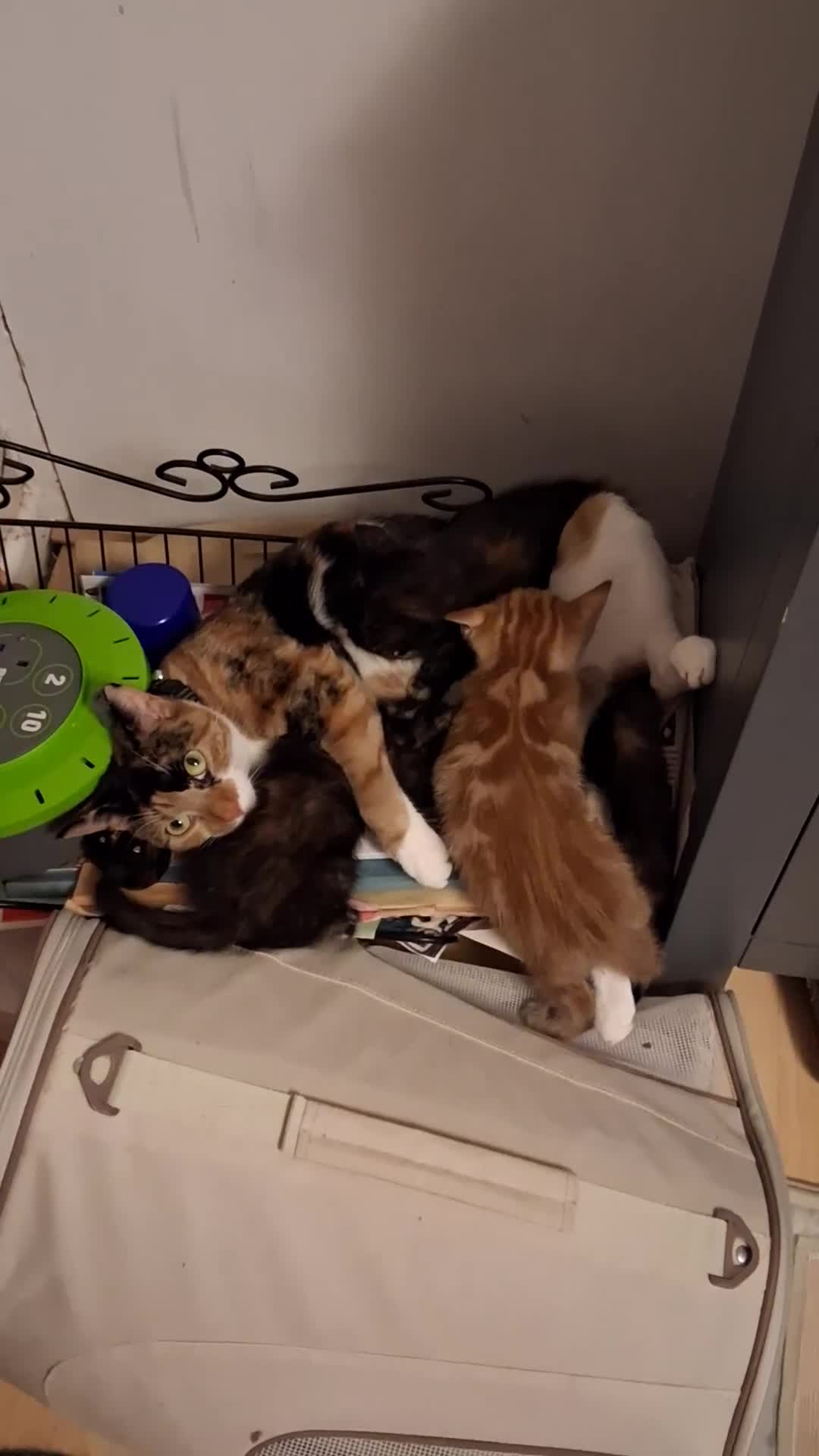 Mixed Breed cats for sale: 3 8 week old kittens for sale. - Video 1