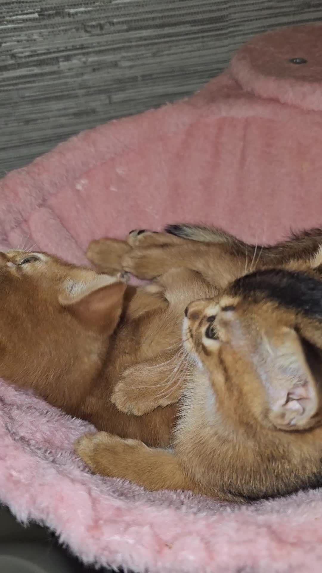 Abyssinian cats for sale: Beautiful Pedegree  Aby kitten  2 left in Dagenham - Video 2
