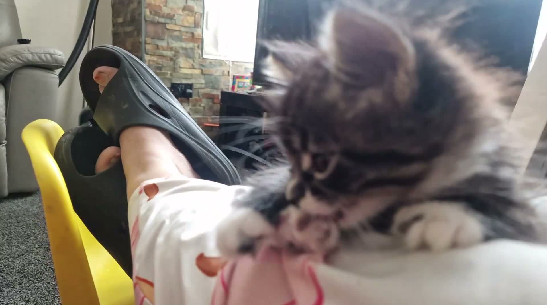 Mixed Breed cats for sale: 2 brothers ready to find a new gome  - Video 4