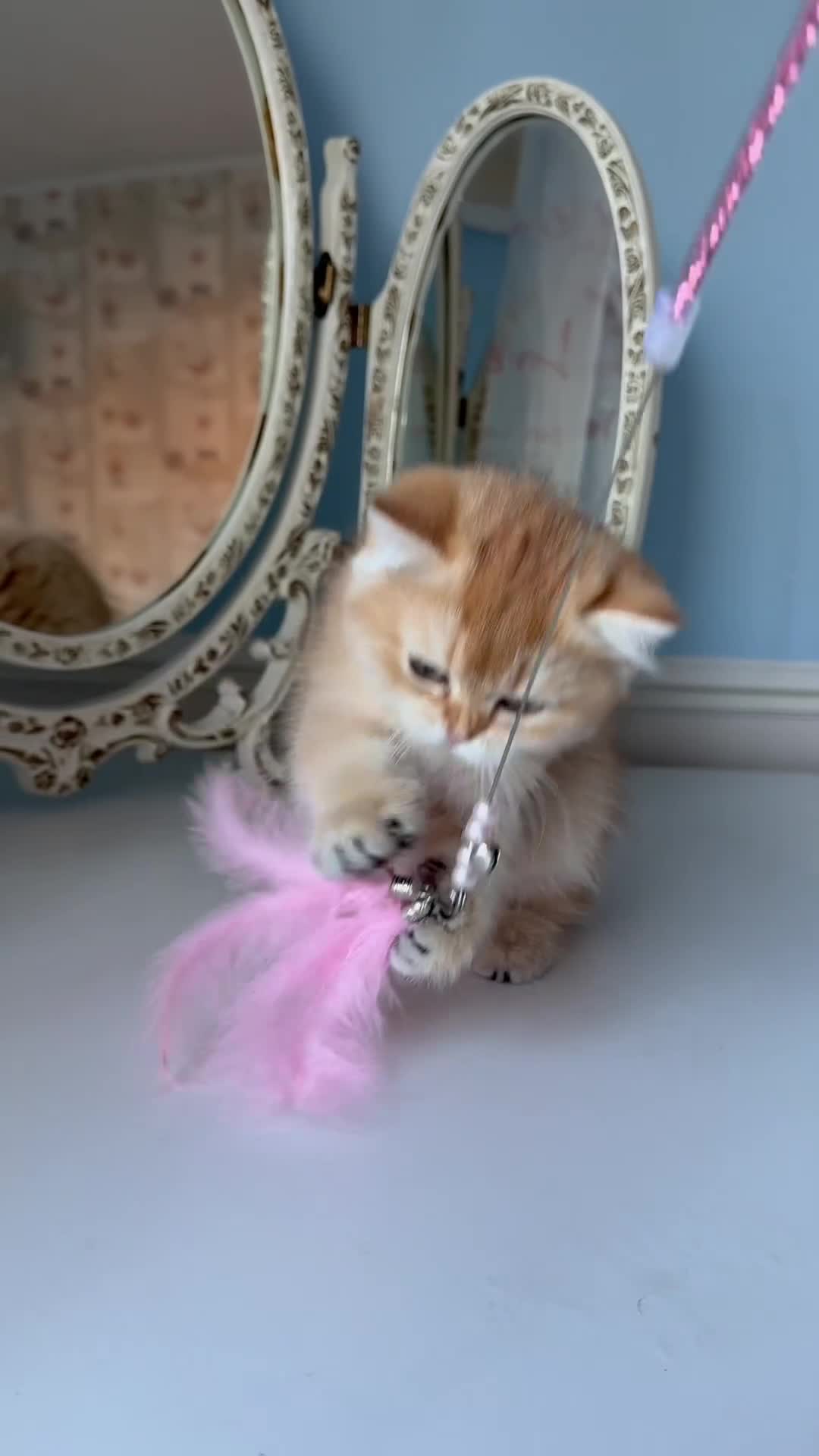 British Shorthair cats for sale: ✨ Golden BSH girls Looking for Loving Homes ✨ - Video 1