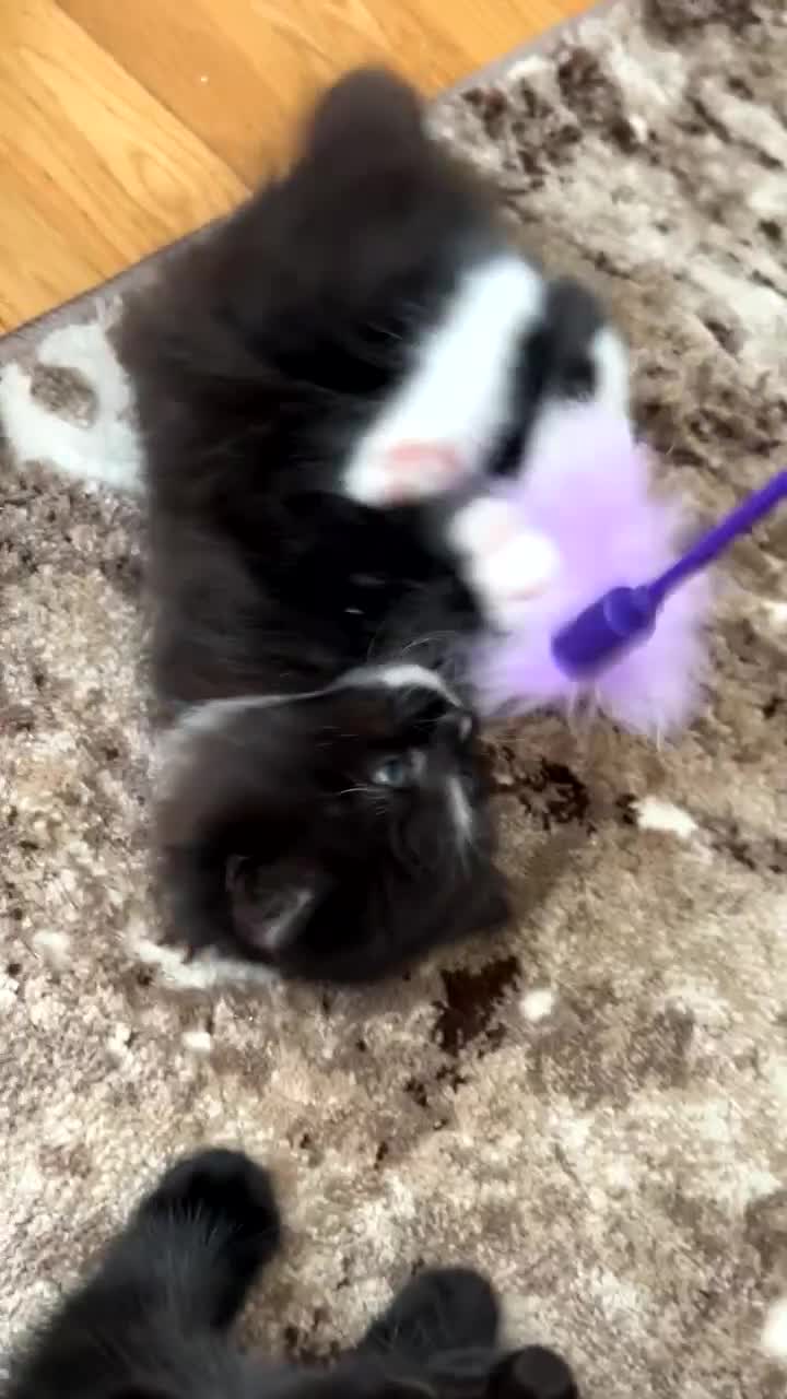 Turkish Van cats for sale: Turkish Van Kittens  - Video 2