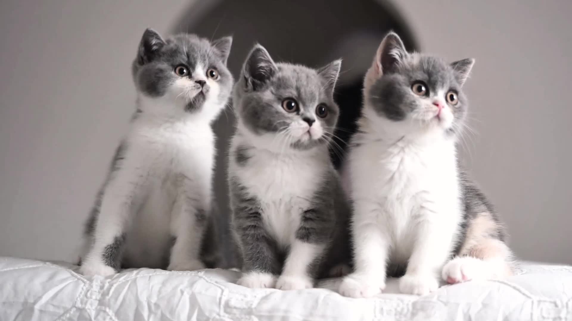 British Shorthair cats for sale: GCCF and TICA Registered -Show Quality BSH. - Video 1