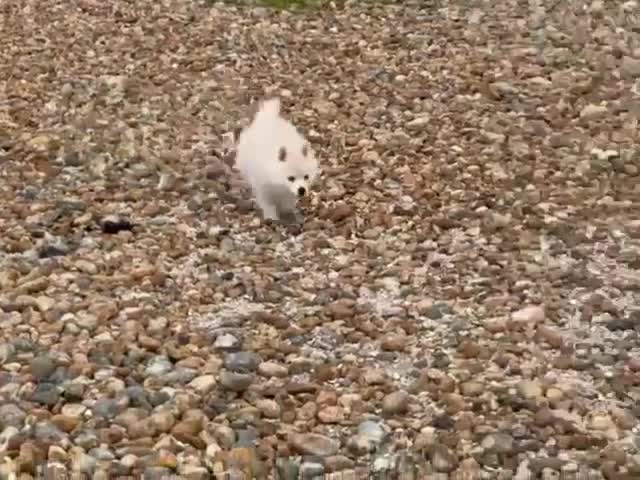 Pomsky dogs for sale: Beautiful Blue-eyed Pomsky Boy in Horsham - Video 3