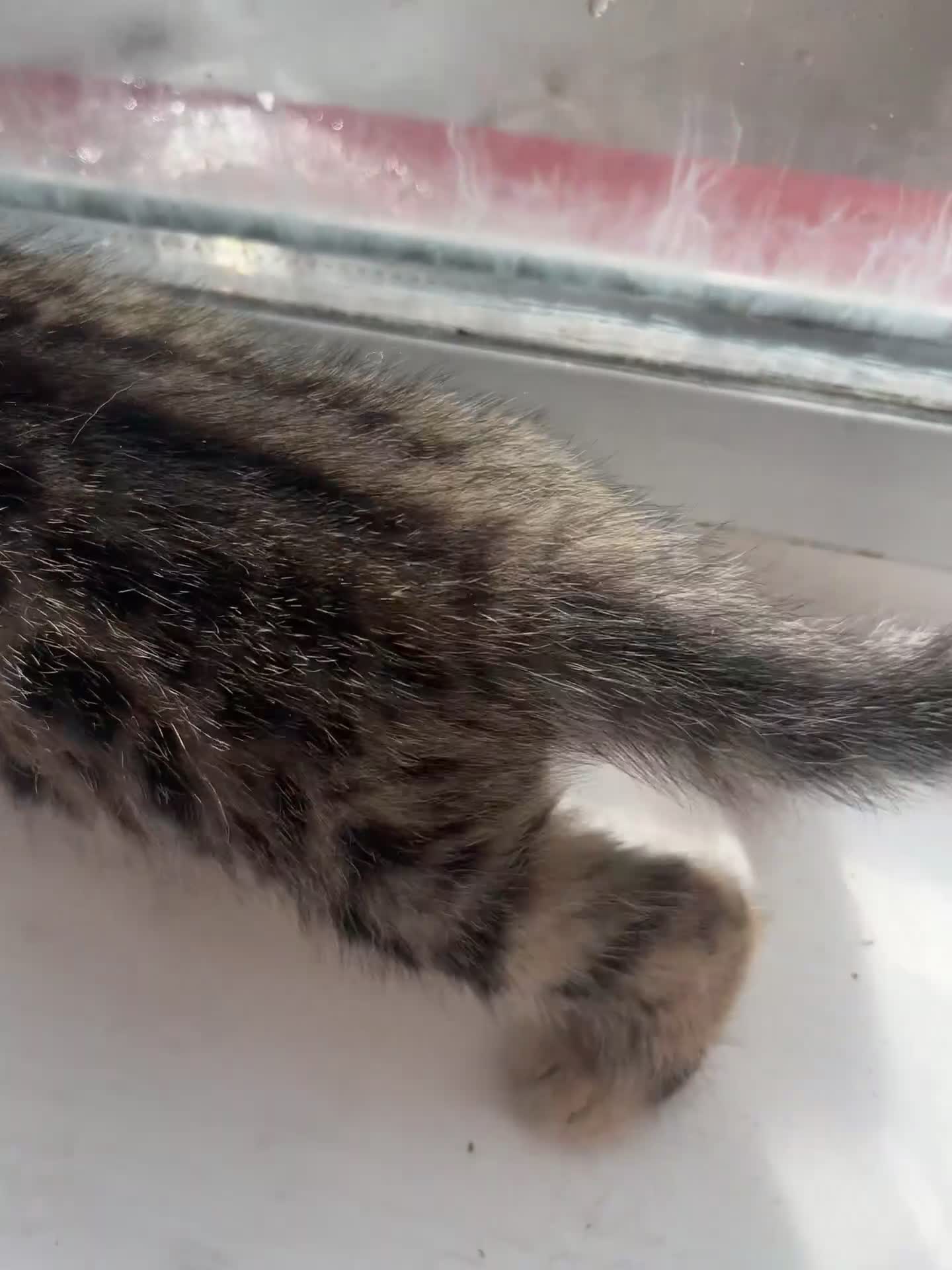 Bengal cats for sale: Bengal kittens - Video 2