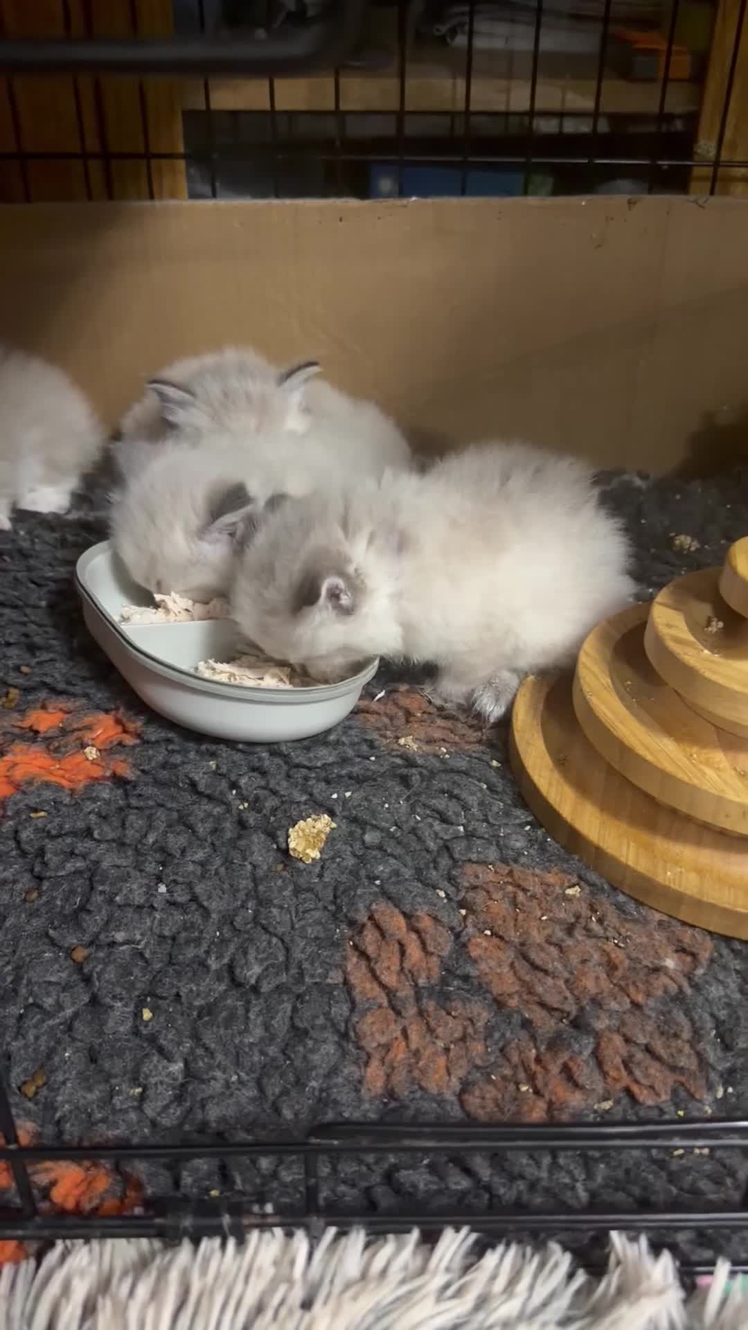 Ragdoll cats for sale: Special Ragdoll babies  - Video 1