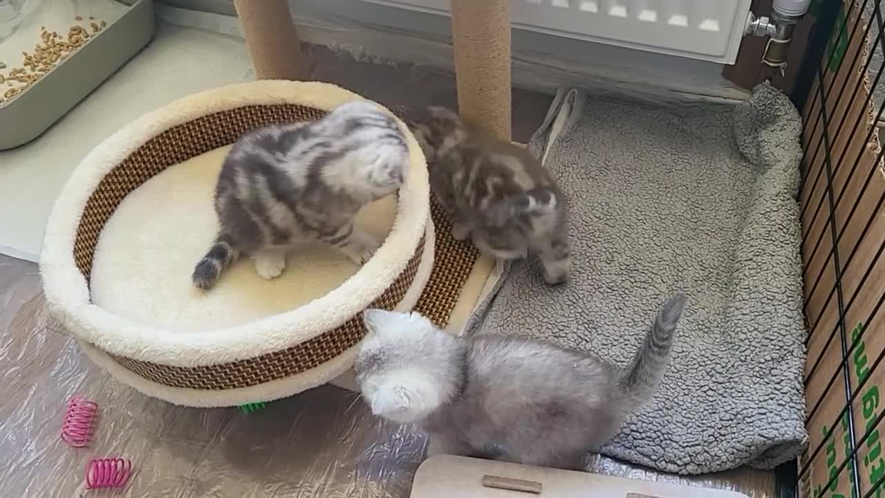British Shorthair cats for sale: Amazing Scottish fold girls - Video 3