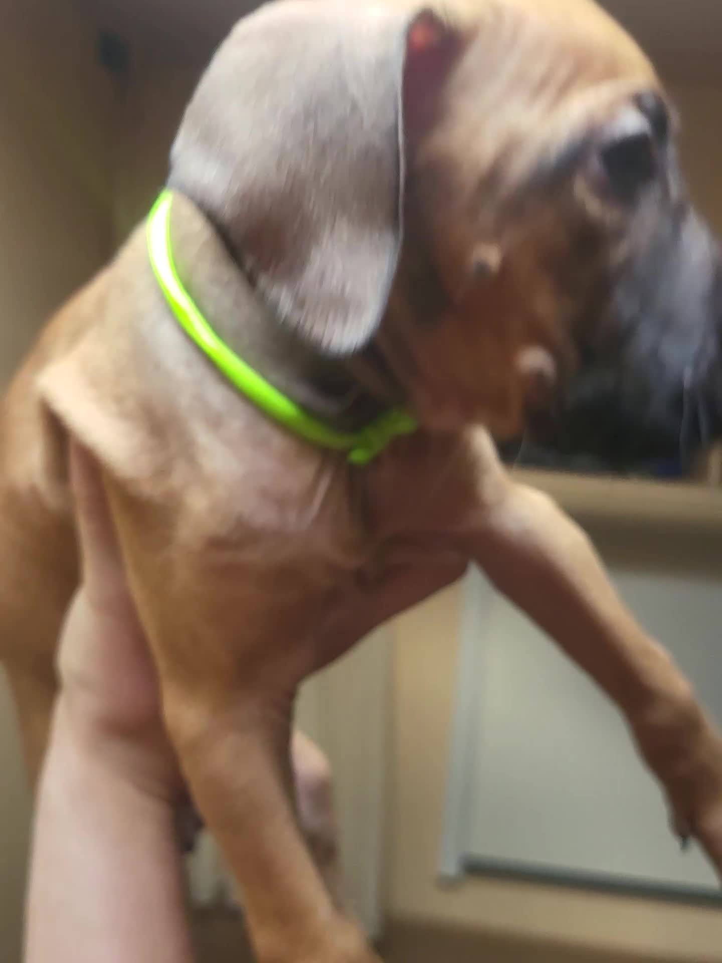 Mixed Breed dogs for sale: Staff cross  - Video 3