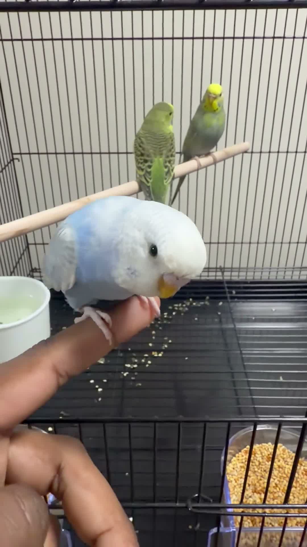 Budgerigars birds for sale: 🐦 BEAUTIFUL BUDGIES – READY FOR NEW HOMES 🐦 in Enfield - Video 1