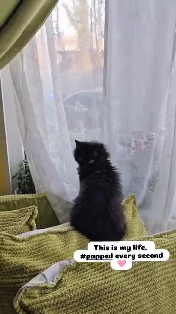 Domestic Shorthair cats for sale: FREE  3 KITTENS LOOKING FOR Forever Home - Video 1