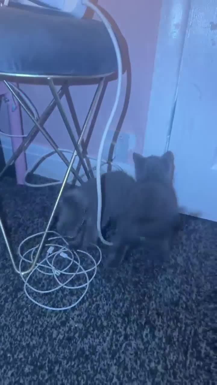 British Shorthair cats for sale: PREMIUM BRITISH SHORTHAIR KITTENS AVAILABLE - Video 1
