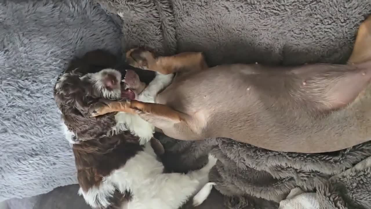 Sproodle dogs for sale: 💫💗Last Gorgeous Sproodle Girl🐾 Available🐶🩷🐾 - Video 1