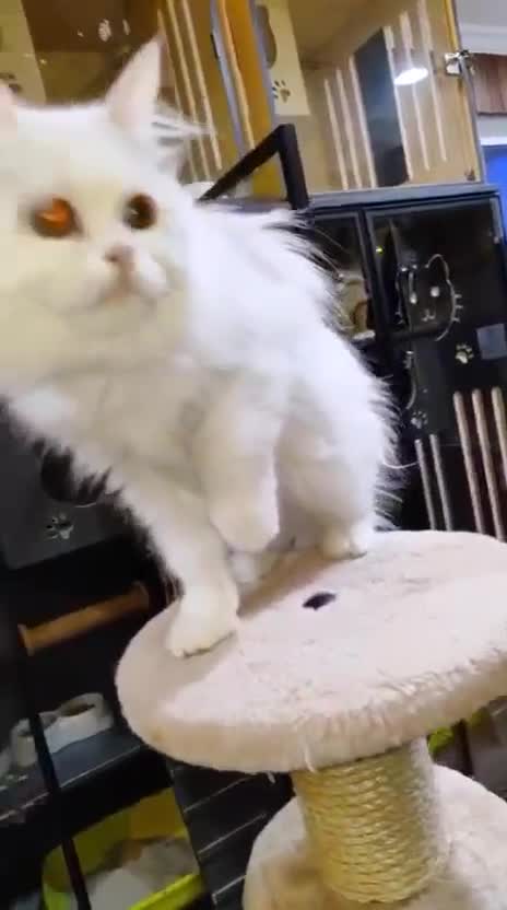 Mixed Breed cats for adoption: BLANCO - GREEN EYES -AFFECTIONATE 6M Neutered  - Video 2
