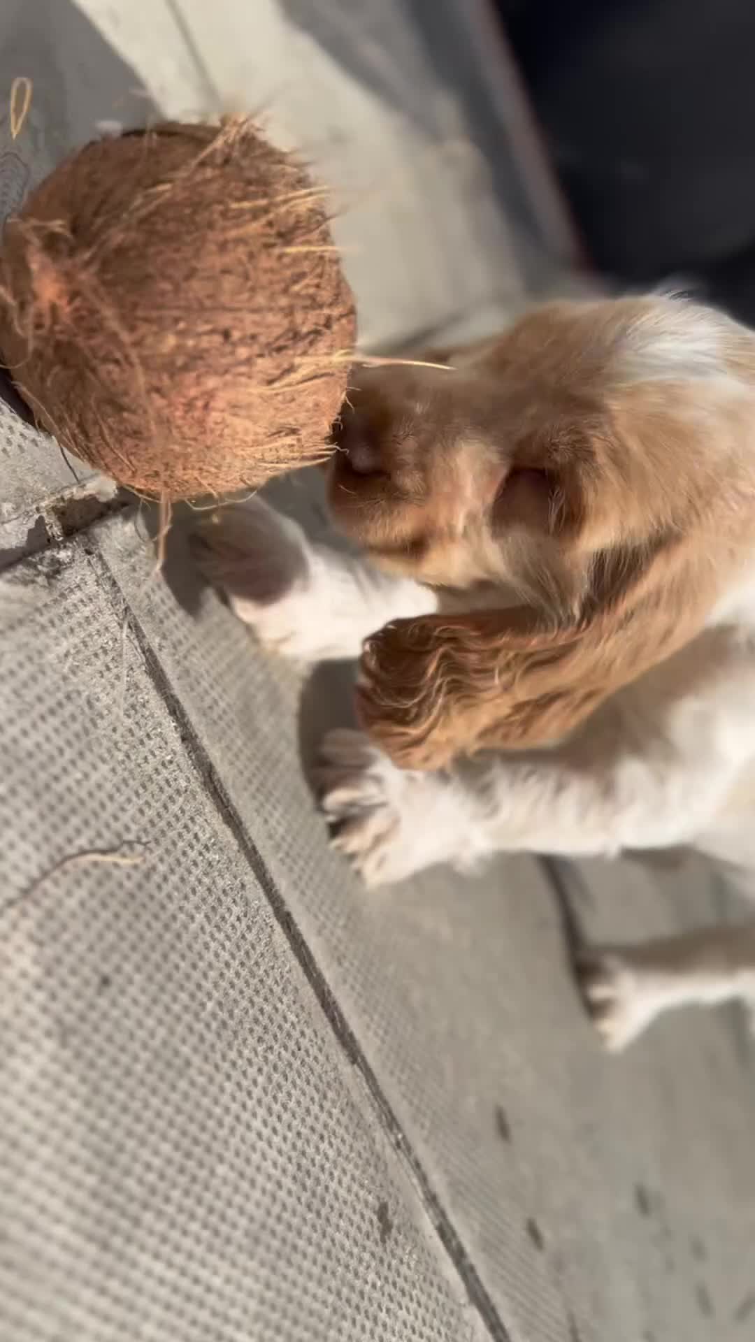 Cocker Spaniel dogs for sale: Show type cocker spaniels  - Video 1